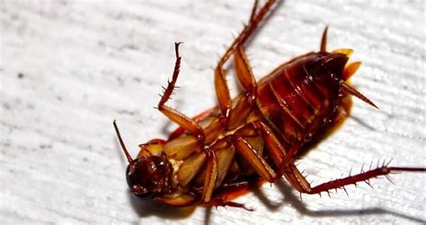 Roach exterminator. Things To Know About Roach exterminator. 